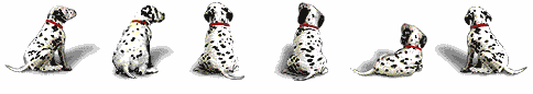 Dalmations Dalmations